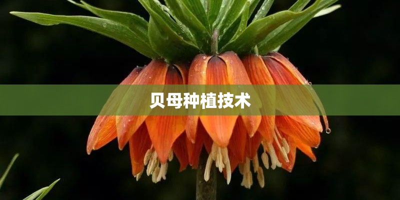 茶叶花对蜜蜂有害吗？