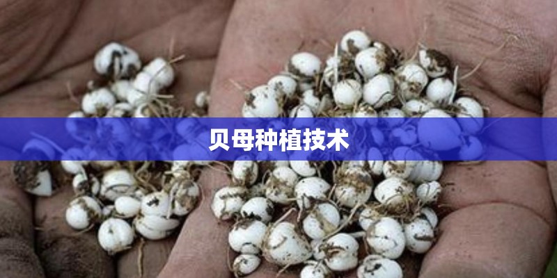 茶叶花对蜜蜂有害吗？