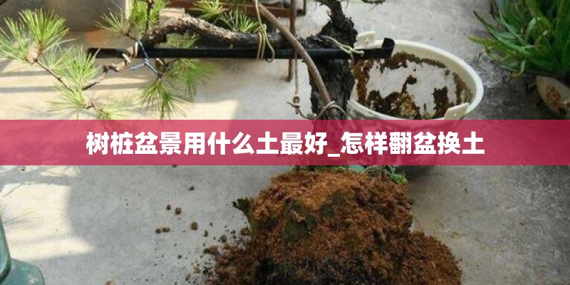 树桩盆景用什么土最好_怎样翻盆换土