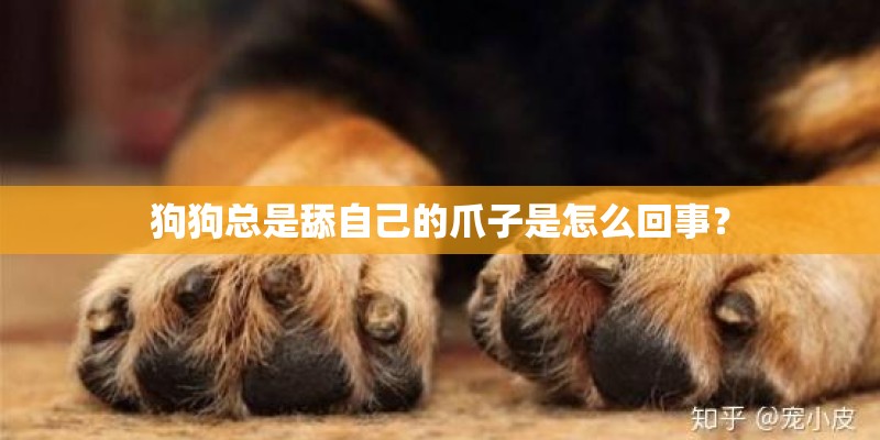 甘草如何种植_1