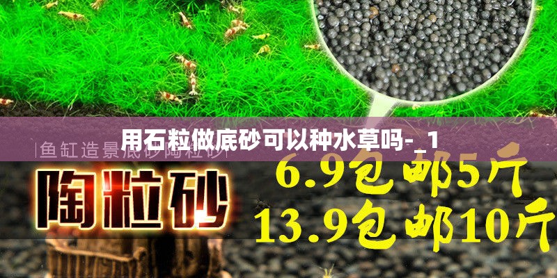 水培植物用什么水养好_1