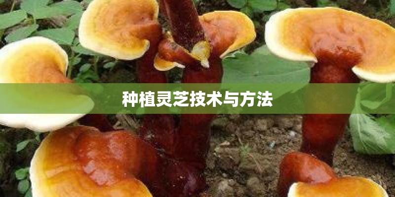 如何收看当日新闻联播
