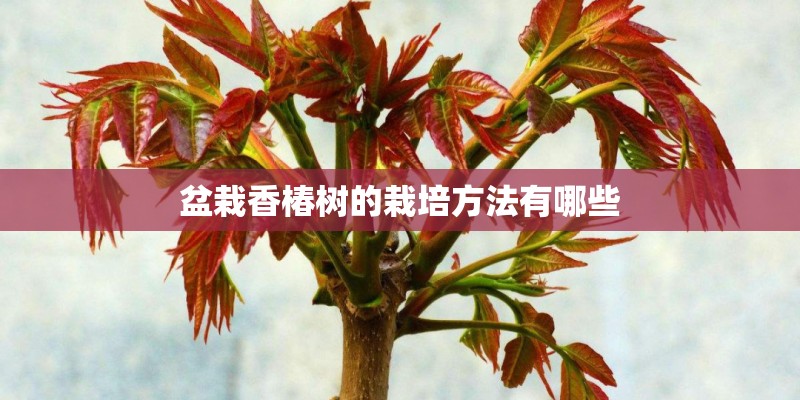 盆栽香椿树的栽培方法有哪些