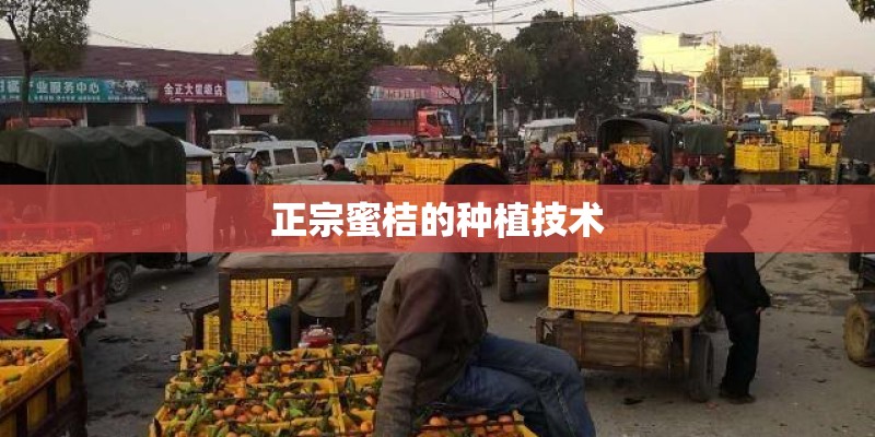 正宗蜜桔的种植技术