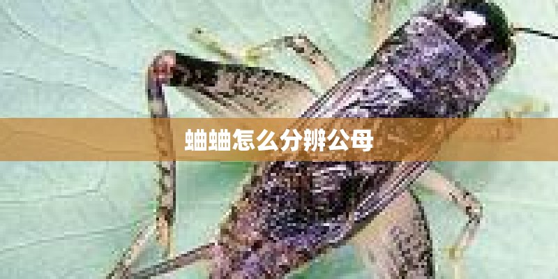 蛐蛐怎么分辨公母