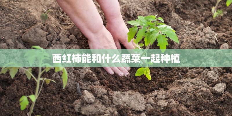 西红柿能和什么蔬菜一起种植