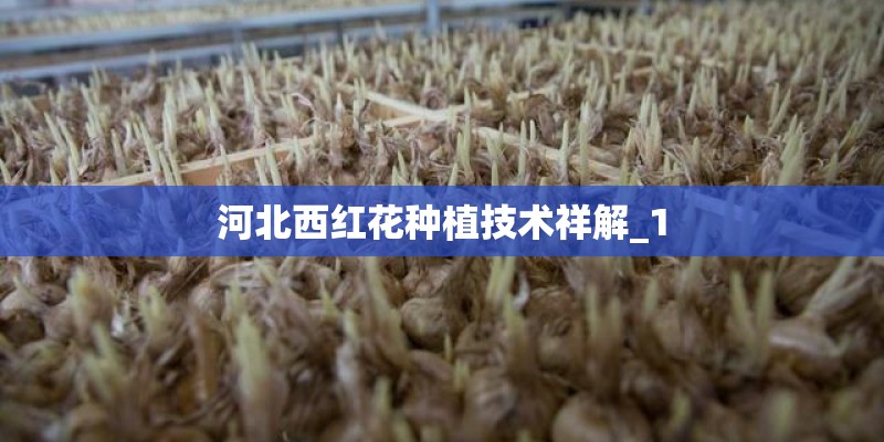 河北西红花种植技术祥解_1