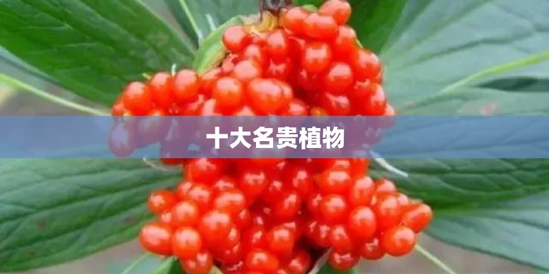 十大名贵植物