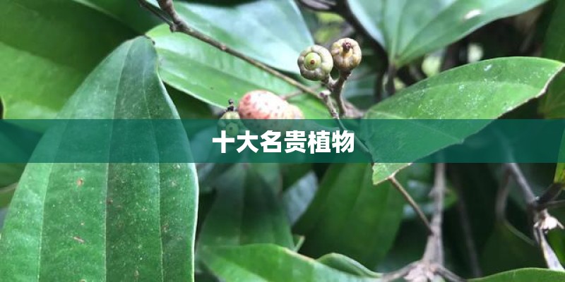 十大名贵植物