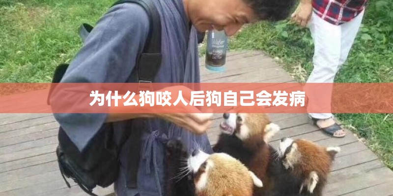 猫咪生完小猫没奶怎么办