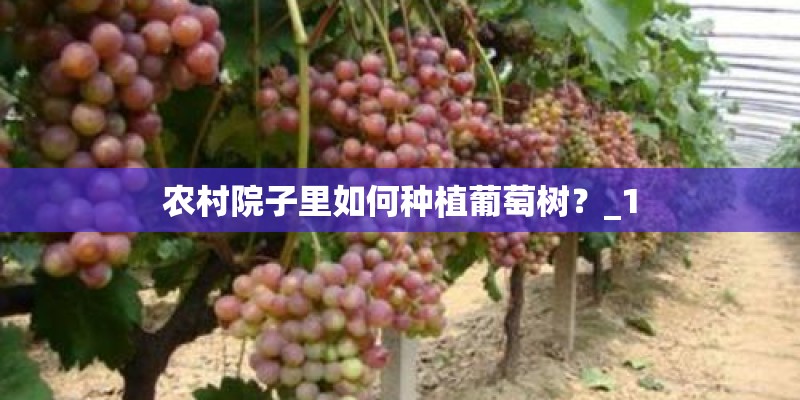 农村院子里如何种植葡萄树？_1