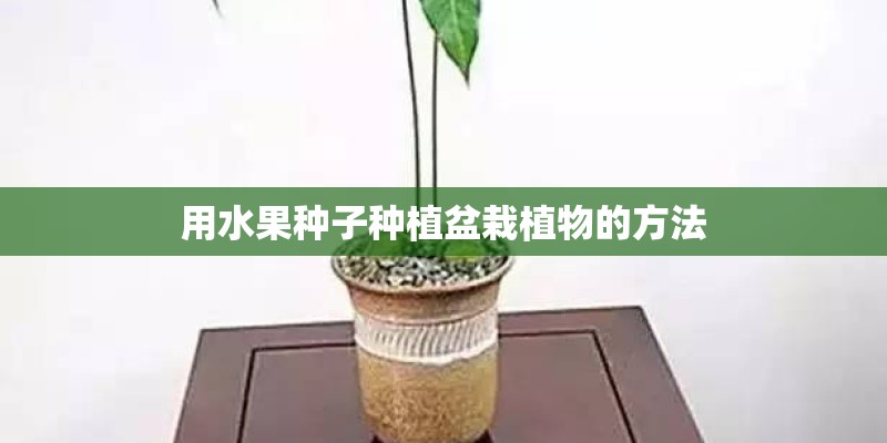 用水果种子种植盆栽植物的方法