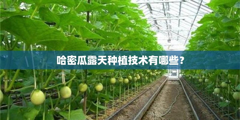 哈密瓜露天种植技术有哪些？