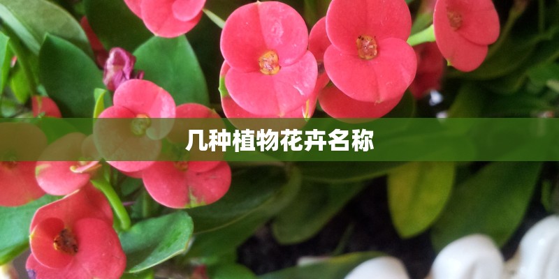 几种植物花卉名称 几种植物花卉名称