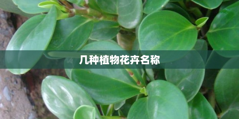 几种植物花卉名称 几种植物花卉名称