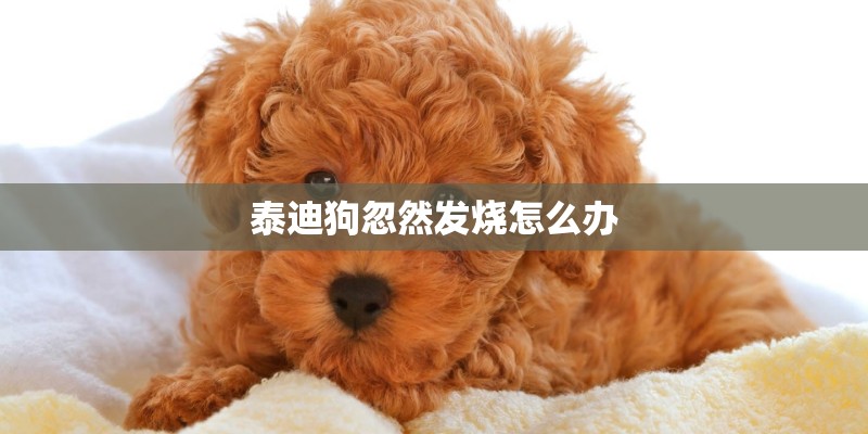 泰迪狗忽然发烧怎么办