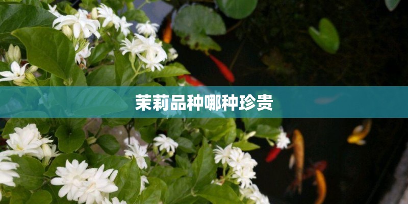 茉莉品种哪种珍贵 茉莉品种哪种珍贵