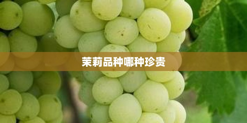 茉莉品种哪种珍贵 茉莉品种哪种珍贵