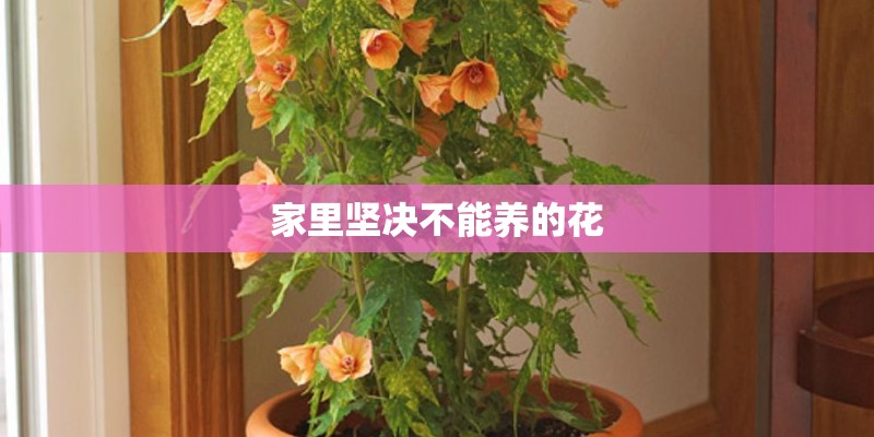 家里坚决不能养的花