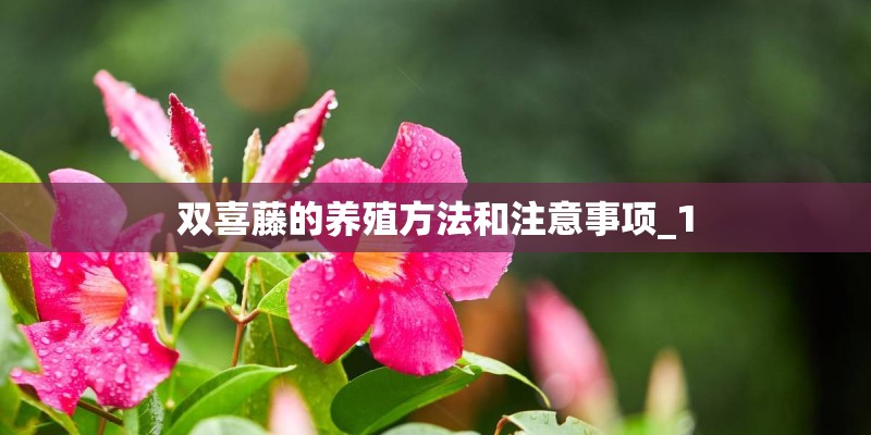 双喜藤的养殖方法和注意事项_1 双喜藤的养殖方法和注意事项_1