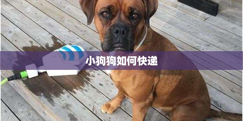 小狗狗如何快递 小狗狗如何快递
