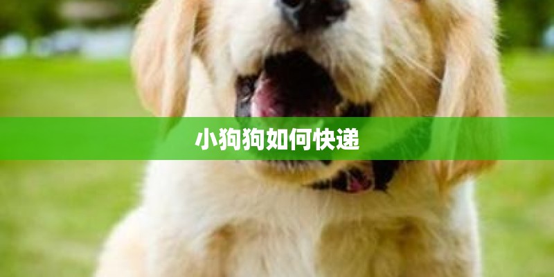 小狗狗如何快递 小狗狗如何快递