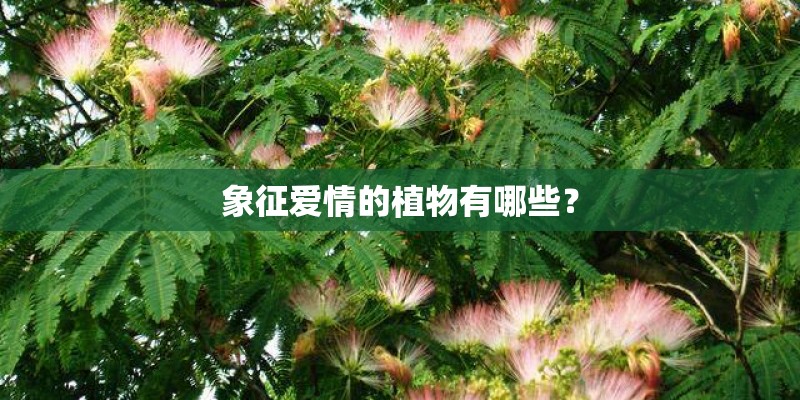 象征爱情的植物有哪些？