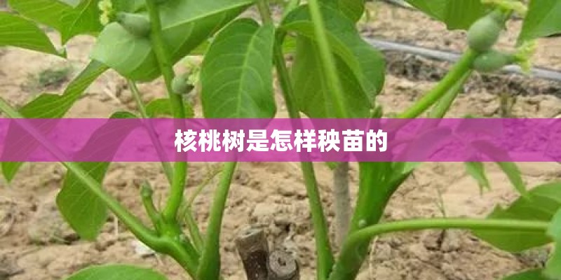 核桃树是怎样秧苗的