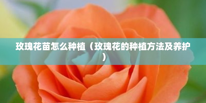 玫瑰花苗怎么种植（玫瑰花的种植方法及养护）