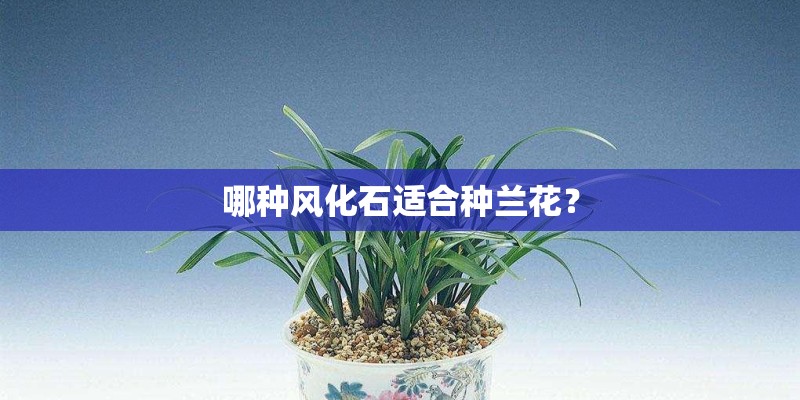 哪种风化石适合种兰花？