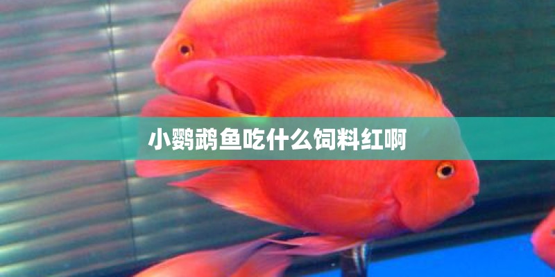 小鹦鹉鱼吃什么饲料红啊 小鹦鹉鱼吃什么饲料红啊