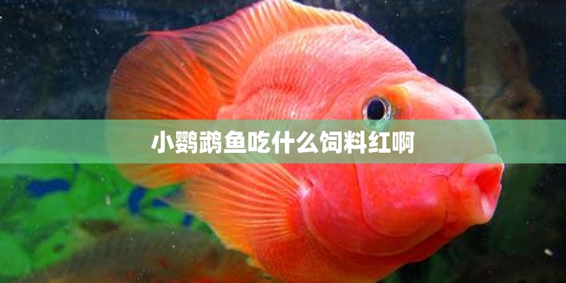 小鹦鹉鱼吃什么饲料红啊 小鹦鹉鱼吃什么饲料红啊