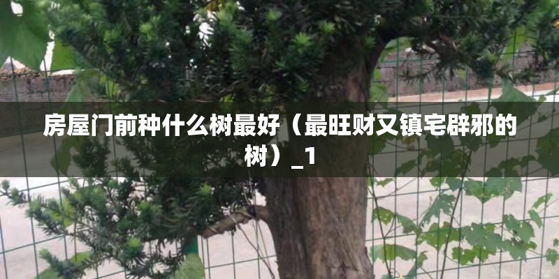 房屋门前种什么树最好（最旺财又镇宅辟邪的树）_1