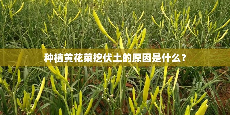 小狗肠胃炎用什么药