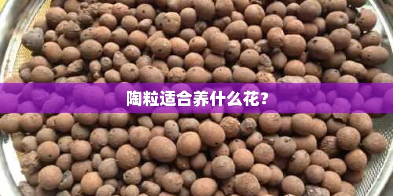 陶粒适合养什么花？