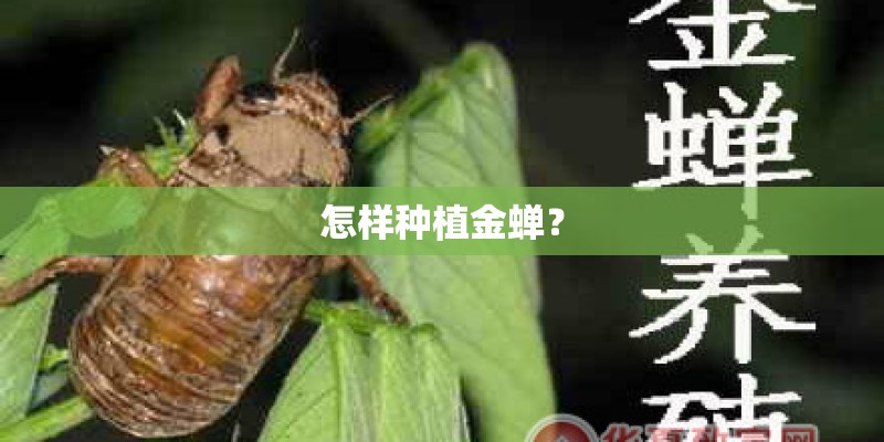 怎样种植金蝉? 怎样种植金蝉?