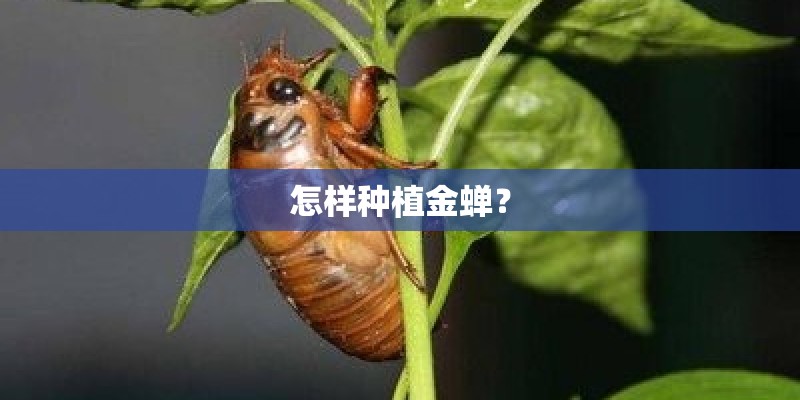 怎样种植金蝉? 怎样种植金蝉?