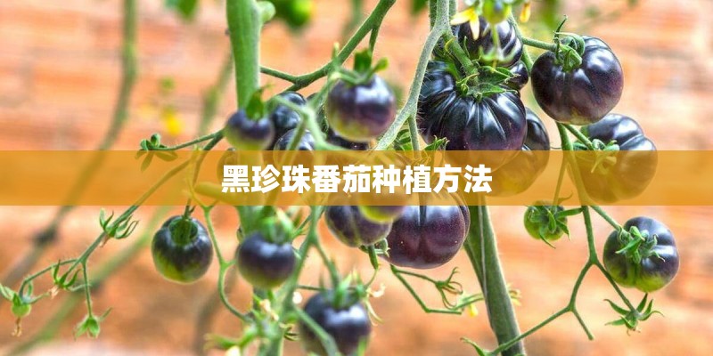 黑珍珠番茄种植方法