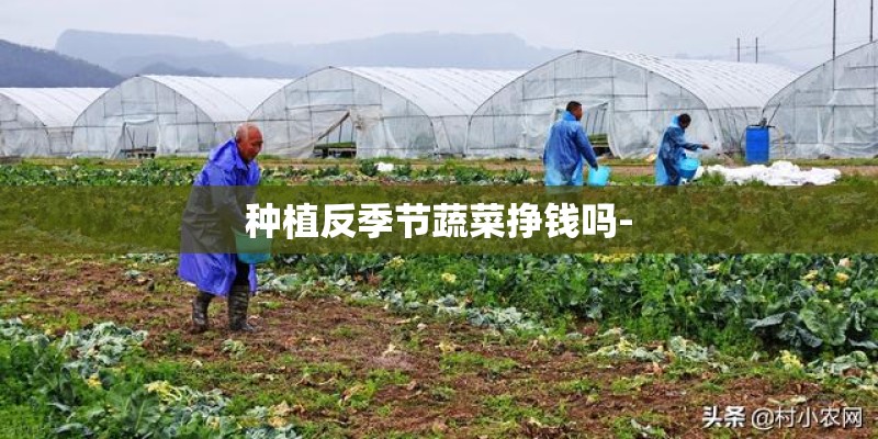 种植反季节蔬菜挣钱吗-