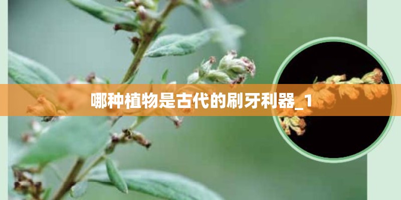 哪种植物是古代的刷牙利器_1