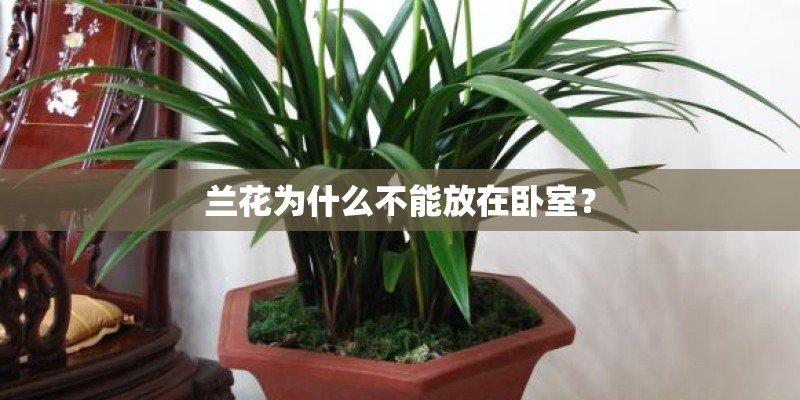 兰花为什么不能放在卧室？