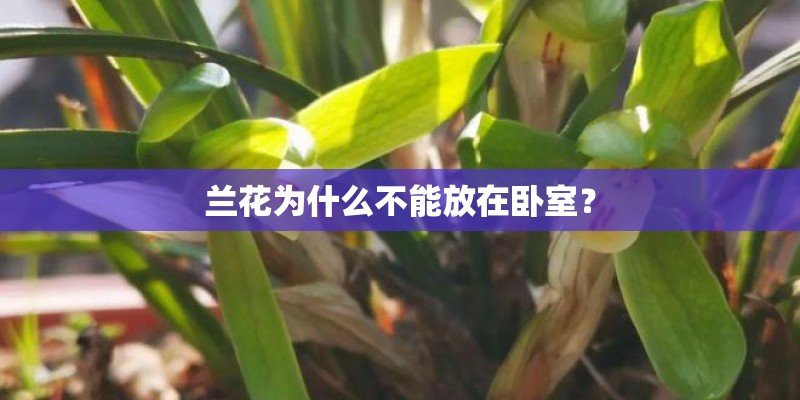 兰花为什么不能放在卧室？