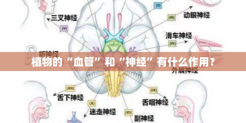 植物的“血管”和“神经”有什么作用? 植物的“血管”和“神经”有什么作用?
