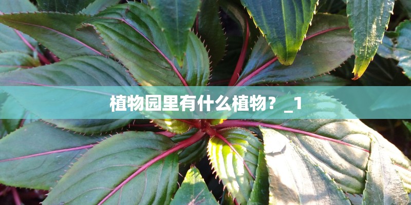 植物园里有什么植物？_1