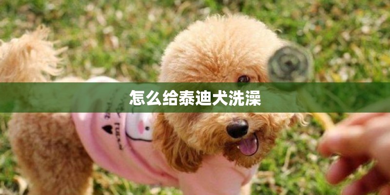 怎么给泰迪犬洗澡
