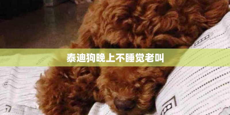 泰迪狗晚上不睡觉老叫