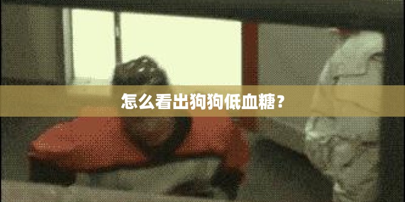 怎么看出狗狗低血糖? 怎么看出狗狗低血糖?