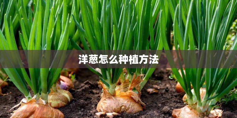 洋葱怎么种植方法