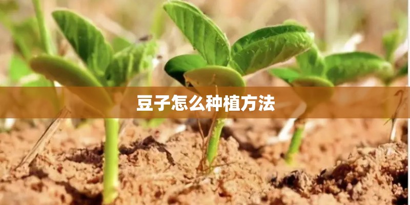 豆子怎么种植方法 豆子怎么种植方法