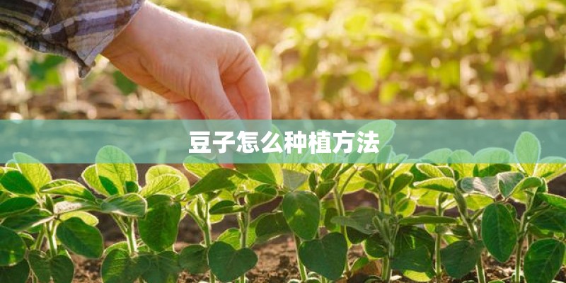 豆子怎么种植方法 豆子怎么种植方法